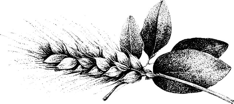 Oats panicle grain botanical stippling artwork in black and white for product packaging and natural background