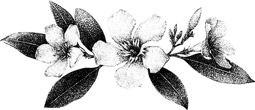 Detailed black and white stippled oleander blossom branch for botanical label background and floral design