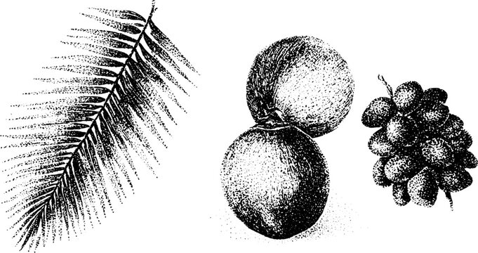 Black and white stippled palm frond with coconuts and date cluster botanical still life for label and background design