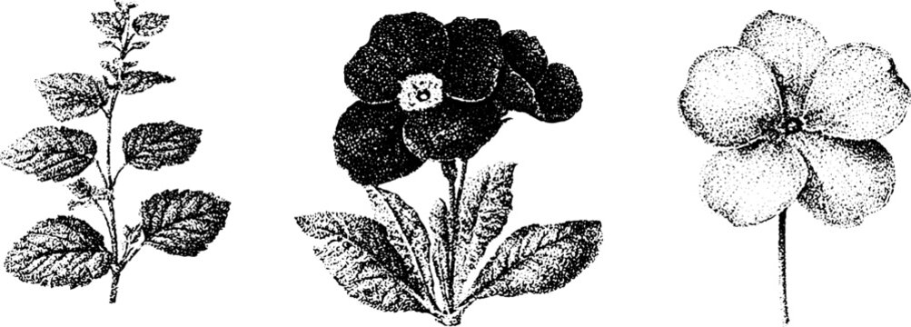 Black and white stippled primrose and wildflower trio with leaf sprig and single bloom for botanical background and vintage floral poster design