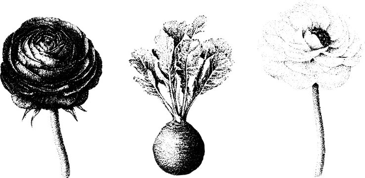 Ranunculus botanical black and white stippling flower study for design background and vintage botanical plate