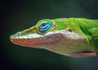 Fototapeta premium Close-up of a Green Anole with a dark green background