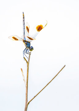 Are things looking down or pointing up. Dragonfly with a contrasty white background.