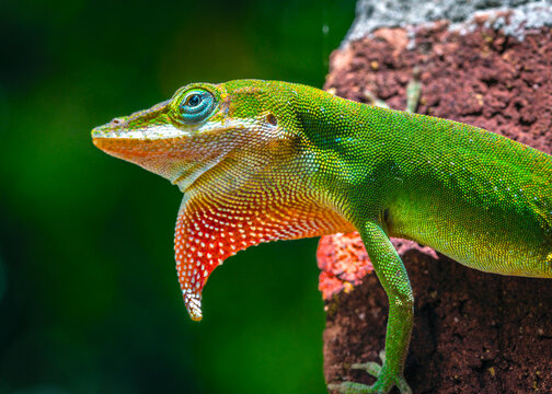 A Green Anole sending a message. I just dont know what it is.