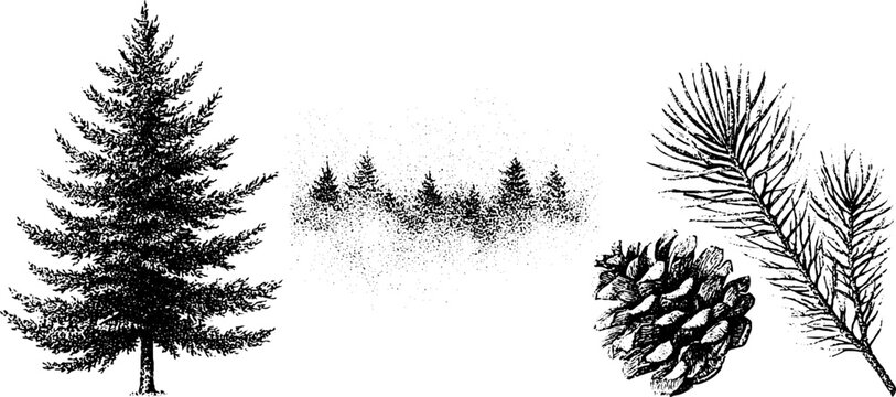 Black ink sitka spruce tree with distant foggy treeline pine cone and needles in stipple style for nature background and botanical poster