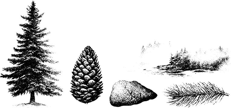 Black and white stipple sitka spruce tree with pine cone needles rock and coastal fog elements for nature background and design