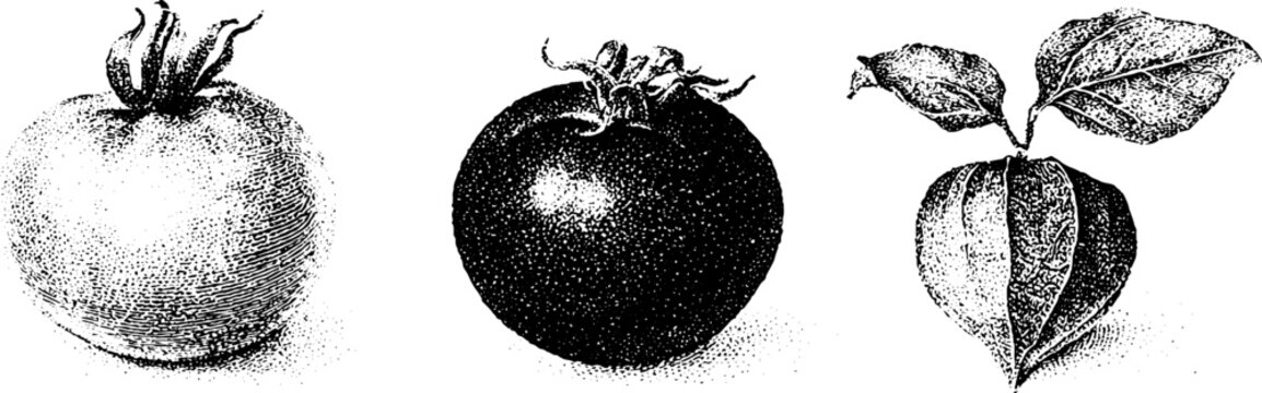 Vintage black and white stipple tomato tomatillo and ground cherry study with husk for packaging and botanical design