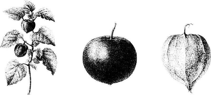 Tomatillo plant fruit with papery husk black and white stippling botanical drawing for culinary and botanical design elements