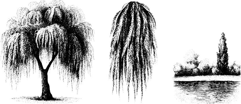 Set of black and white willow tree elements with hanging branches and pond scene for botanical design and landscape collage