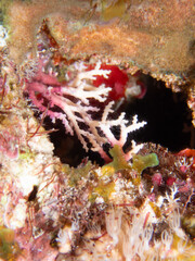 Rose Lace Coral (Stylaster roseus) in Bonaire. © Bernardo