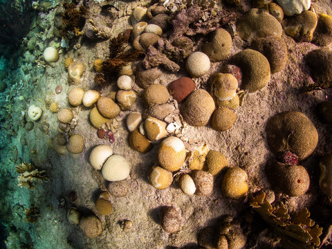 brain coral field showing the initial phase of Stony Coral Tissue Loss Disease (SCTLD) infection on multiple colonies in Bonaire.