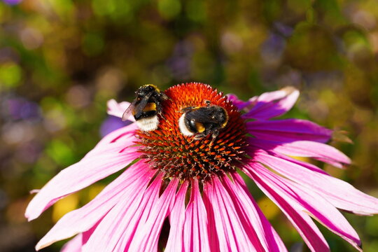 summer in the garden