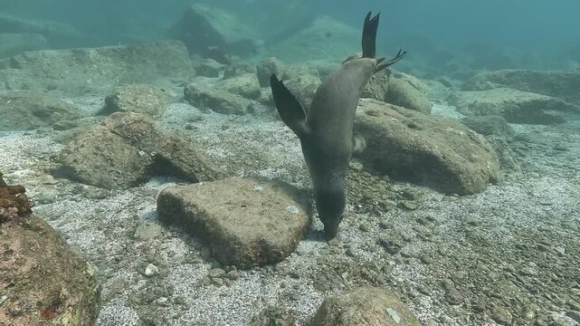 Young sea lion - Otariidae - swims along the seabed, picks up a small pebble with its teeth, spits it out, and swims away.
