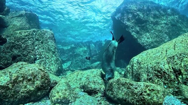 Sea lion - Otariidae - searches among bottom rocks with its snout, then swims ten meters upward toward the surface. Check the gallery for similar footages.