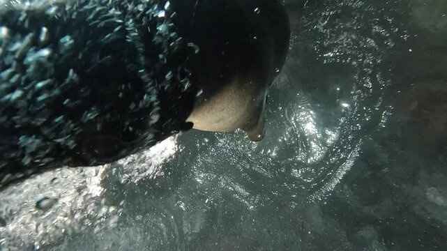 Sea lion - Otariidae - dives from the surface inside an underwater cave to touch the camera, attracted by the diver&rsquo;s bubbles. Filmed in La Paz, Mexico. 