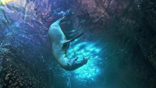 Playful sea lion - Otariidae - dives from the surface into an underwater cave while carrying a sea star in its mouth. Filmed in La Paz, Mexico.