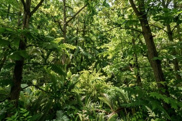 Fototapeta premium Dense green forest with sunlight filtering through trees