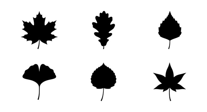 Black leaf silhouettes set, 6 tree leaf vector icons, maple and oak foliage for nature branding
