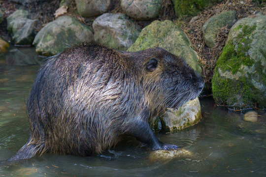 Coypu Nutria Emerging from Water onto Rocks⁠