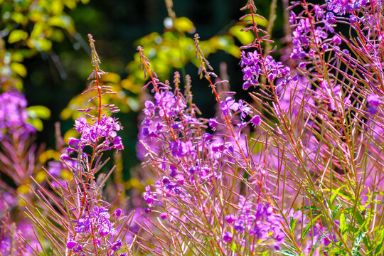 fireweed in full bloom. floral background with purple herb near the forest. willowherb closeup photo on a sunny day