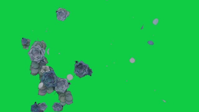 On start teal rose bunch shedding petals, drifting right and turning, showing spread on transparent
