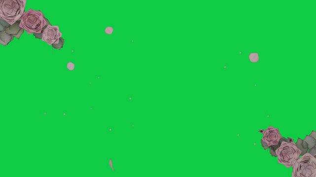 Corner roses releasing pink petals drifting rotating across center for overlay on transparent bg