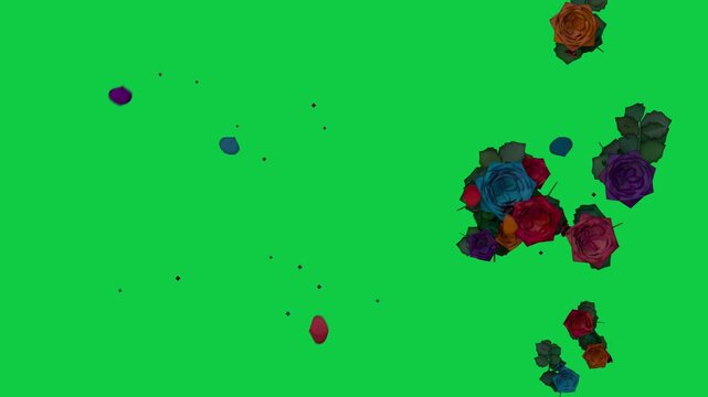 Colorful roses releasing petals drifting left after initial specks appearing on transparent canvas