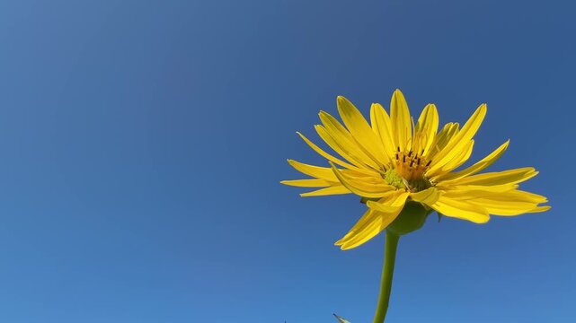 Yellow flower Cup plant Silphium perfoliatum against blue sky.