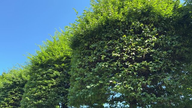 Hornbeam hedge Carpinus betulus topiary green trees.