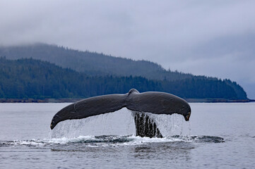 Humpback whales in Southeast Alaska with spouts and huge tails. © Thomas Barrat