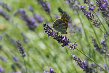 Silver-washed Fritillary butterfly (Argynnis paphia) sitting on lavender in Zurich, Switzerland © Janine