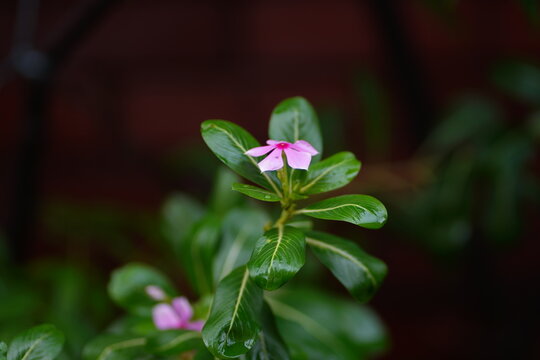 Small pink catharanthus roseus flower blooming in a garden setting high quality 4K image with periwinkle, botanical high quality 4K image