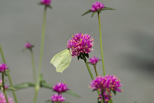 Common brimstone butterfly (Gonepteryx rhamni) sitting on a pink flower in Zurich, Switzerland