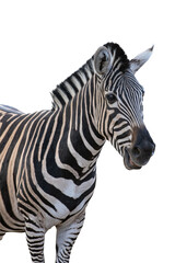 Obraz premium Zebra portrait isolated on a solid white background.