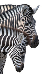 Obraz premium Two zebras portrait isolated on a solid white background.