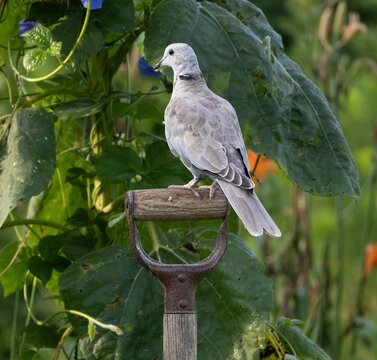 Although an invasive species the Eurasian Collared-Dove is a subtly, delicate, beautiful bird that is quickly spreading across the United States. 