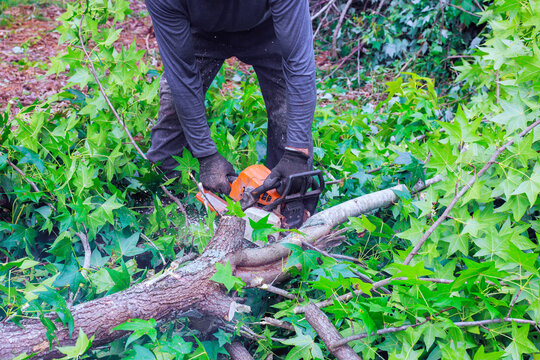 Person cuts tree branches with chainsaw while green plants in forest clearing