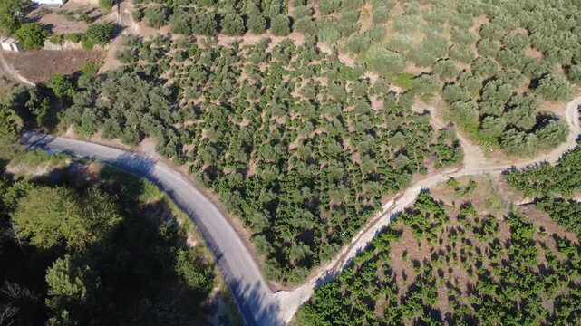 Aerial top down wide angle of an olive grove on a mountain slope