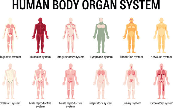 Human body organ system vector illustration set with digestive muscular nervous skeletal circulatory respiratory and reproductive systems