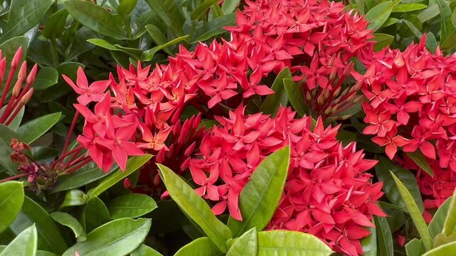  Red Ixora Flowers Blooming in Tropical Garden, Close Up Floral Nature Background