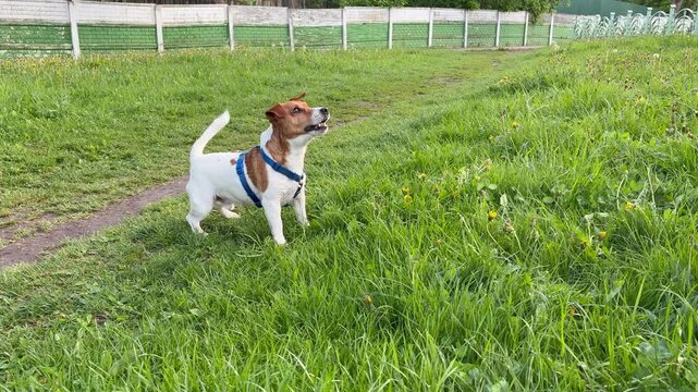 Jack Russell Terrier jumping and playing in a grassy field