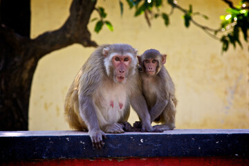 A mother rhesus macaque monkey sits together with her small infant on a concrete wall. Both primates gaze directly at the camera, showing a protective family bond today. © Andrea