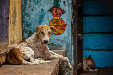 A stray dog with a tan and white coat sits on a stone ledge and looks at the camera, while another dog rests in the background beside a blue wall with a painted mural. © Andrea