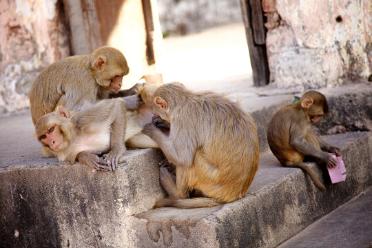 A small group of wild rhesus macaques rests upon old stone steps. Two adults are busy grooming each other, while a younger monkey sits alone holding a small pink object.