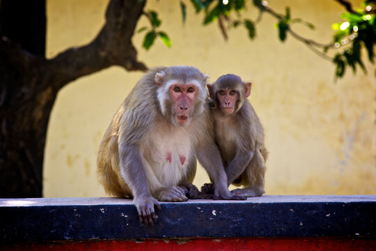 A mother rhesus macaque monkey sits together with her small infant on a concrete wall. Both primates gaze directly at the camera, showing a protective family bond today.