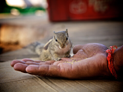 A small squirrel stands cautiously on an open human palm to eat scattered crumbs. This intimate moment captures the trust between a wild animal and a person feeding it.