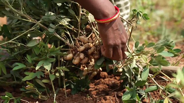 Woman Harvesting Fresh Peanuts from Farm Field in Chhattisgarh, India.