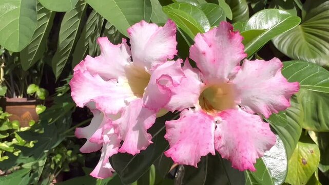 Pink Desert Rose Flower Blooming in Tropical Garden Close Up, Adenium Obesum Nature Background