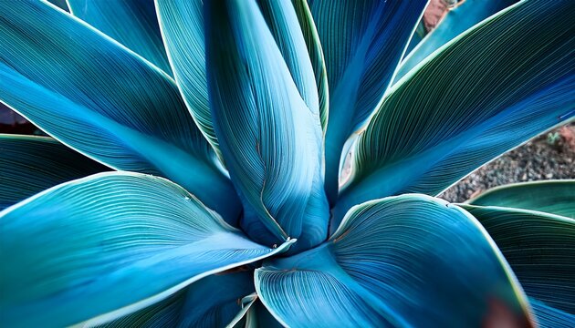 abstract summer background with blue agave cactus closeup