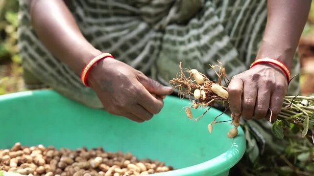 Woman Separating Fresh Peanuts After Harvest in Chhattisgarh, India.